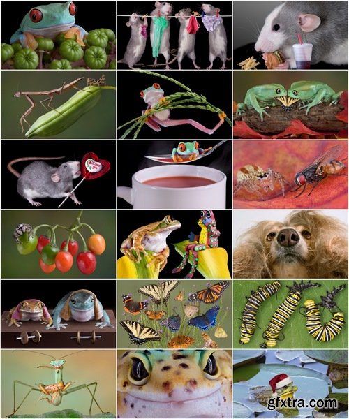 Collection of funny animal toad frog insect spider rat chameleon 25 HQ Jpeg