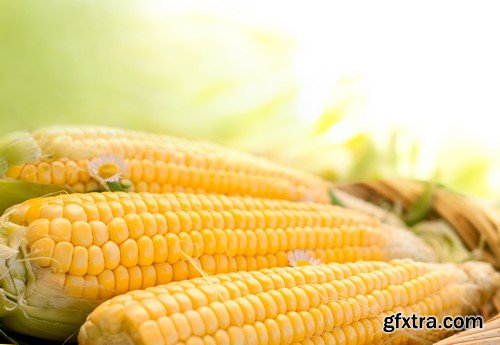 Fresh Corn - 20x JPEGs