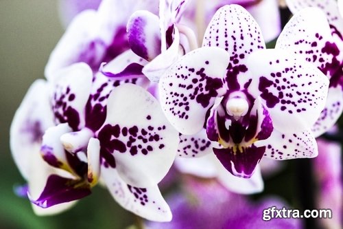 Collection of orchid flower petal inflorescence 25 HQ Jpeg