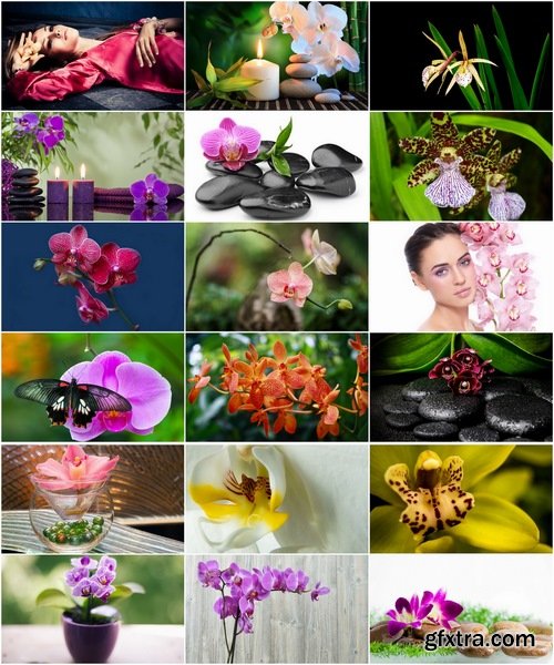 Collection of orchid flower petal inflorescence 25 HQ Jpeg