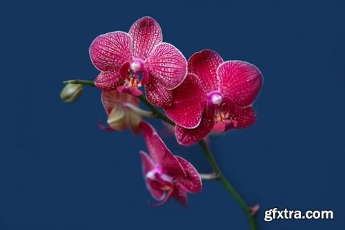 Collection of orchid flower petal inflorescence 25 HQ Jpeg