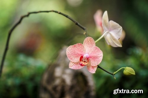 Collection of orchid flower petal inflorescence 25 HQ Jpeg