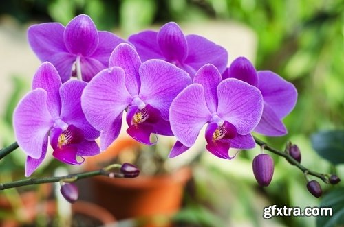 Collection of orchid flower petal inflorescence 25 HQ Jpeg