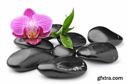 Collection of orchid flower petal inflorescence 25 HQ Jpeg