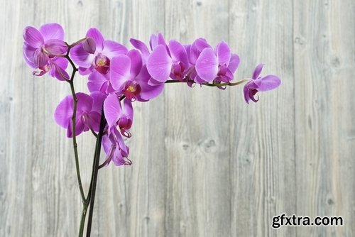 Collection of orchid flower petal inflorescence 25 HQ Jpeg