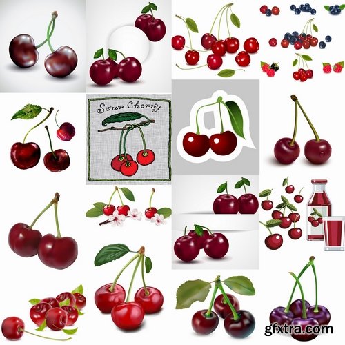 Collection of sweet cherry berry cherry vector image 25 EPS