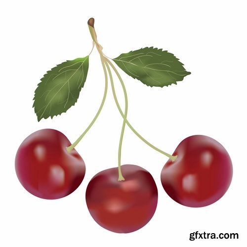 Collection of sweet cherry berry cherry vector image 25 EPS