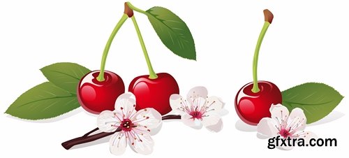 Collection of sweet cherry berry cherry vector image 25 EPS