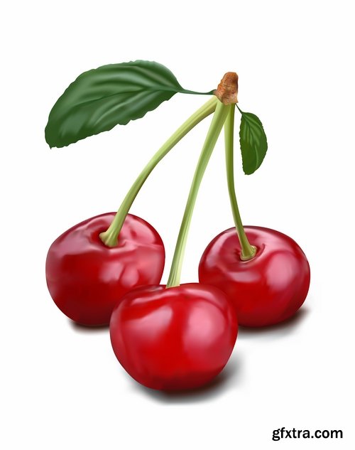 Collection of sweet cherry berry cherry vector image 25 EPS