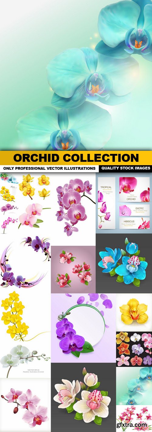 Orchid Collection - 20 Vector