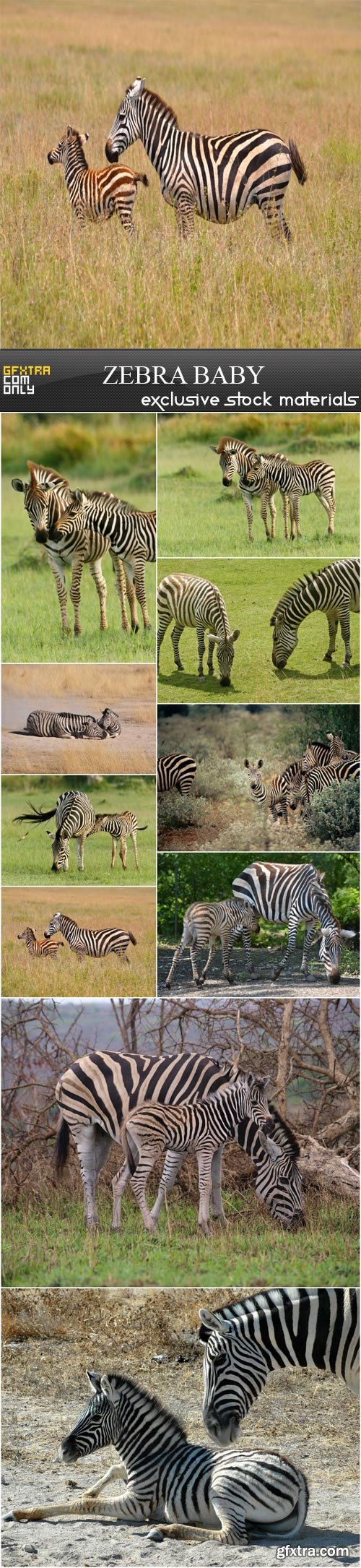 Zebra baby, 10 x UHQ JPEG