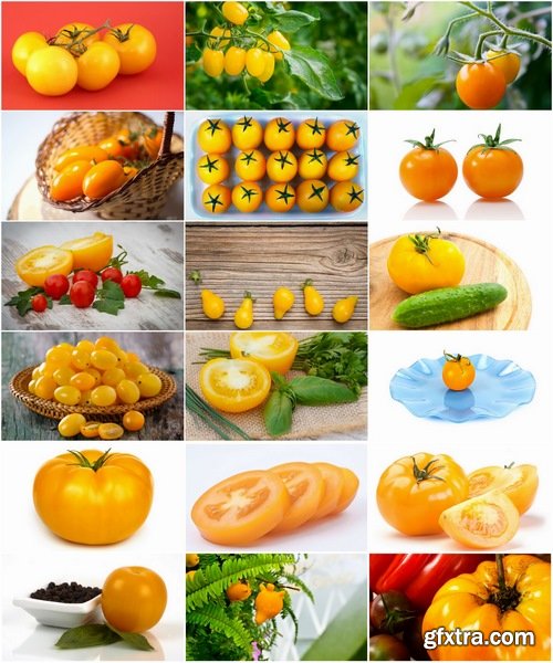 Collection of yellow tomato vegetable 25 HQ Jpeg