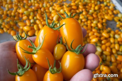 Collection of yellow tomato vegetable 25 HQ Jpeg