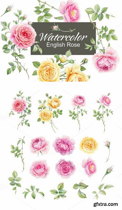 CM - Watercolor english rose 676990