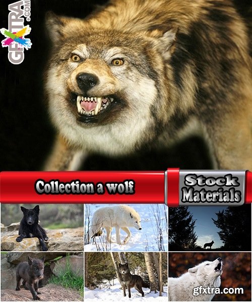 Collection a wolf black gray brown white beast predator 25 HQ Jpeg