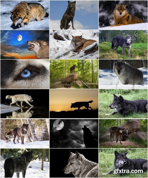 Collection a wolf black gray brown white beast predator 25 HQ Jpeg