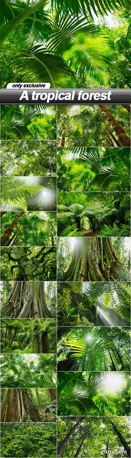 A tropical forest - 18 UHQ JPEG