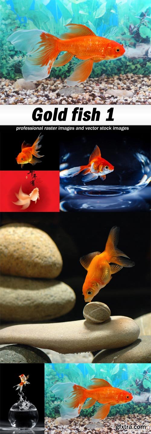 Gold fish 1-6xJPEGs