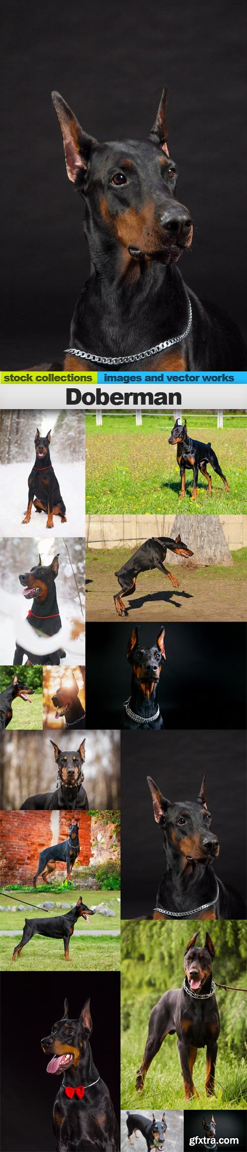 Doberman, 15 x UHQ JPEG