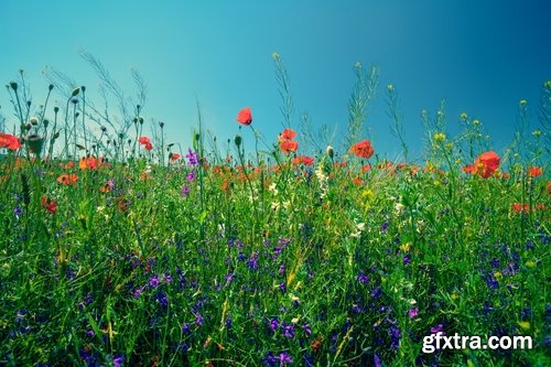 Collection of flower meadow wild flower meadow field sprout landscape 25 HQ Jpeg