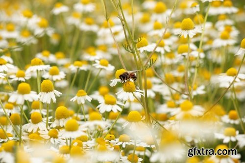 Collection of flower meadow wild flower meadow field sprout landscape 25 HQ Jpeg