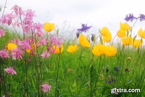 Collection of flower meadow wild flower meadow field sprout landscape 25 HQ Jpeg