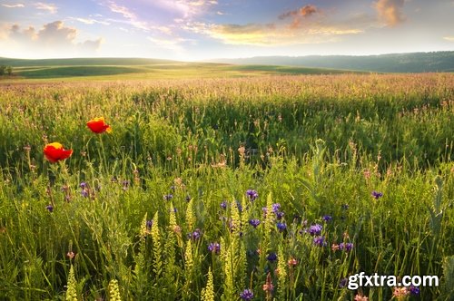 Collection of flower meadow wild flower meadow field sprout landscape 25 HQ Jpeg