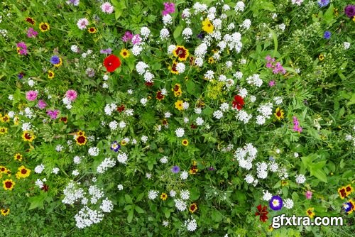 Collection of flower meadow wild flower meadow field sprout landscape 25 HQ Jpeg