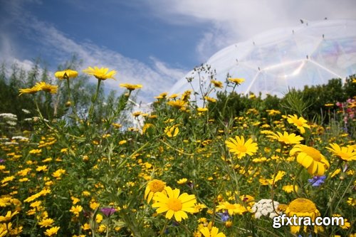 Collection of flower meadow wild flower meadow field sprout landscape 25 HQ Jpeg