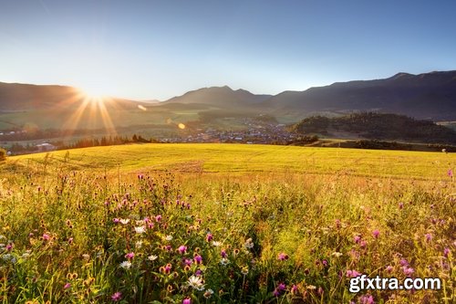 Collection of flower meadow wild flower meadow field sprout landscape 25 HQ Jpeg