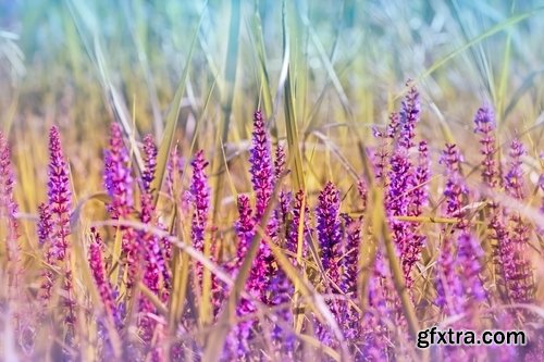 Collection of flower meadow wild flower meadow field sprout landscape 25 HQ Jpeg