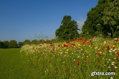 Collection of flower meadow wild flower meadow field sprout landscape 25 HQ Jpeg