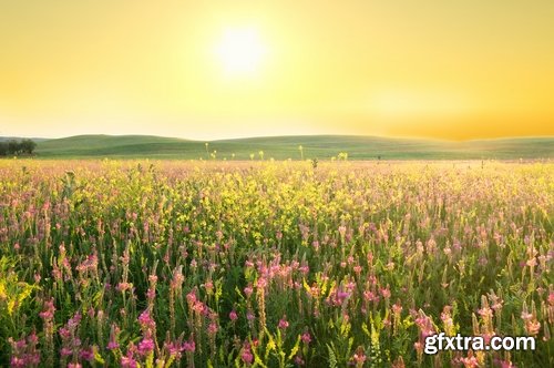 Collection of flower meadow wild flower meadow field sprout landscape 25 HQ Jpeg