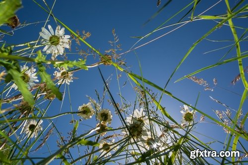 Collection of flower meadow wild flower meadow field sprout landscape 25 HQ Jpeg