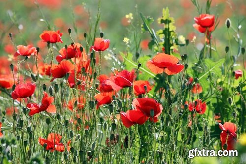 Collection of flower meadow wild flower meadow field sprout landscape 25 HQ Jpeg