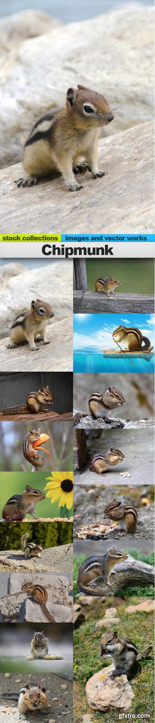 Chipmunk, 15 x UHQ JPEG