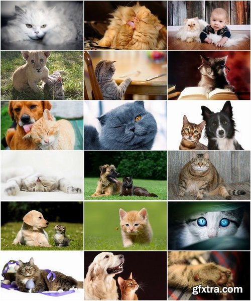 Collection of cat and dog puppy kitten animal friendship 25 HQ Jpeg