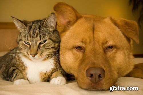 Collection of cat and dog puppy kitten animal friendship 25 HQ Jpeg