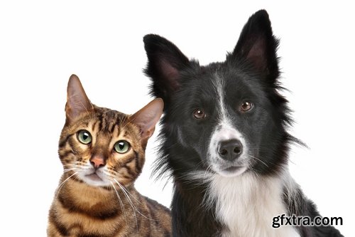 Collection of cat and dog puppy kitten animal friendship 25 HQ Jpeg