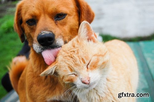 Collection of cat and dog puppy kitten animal friendship 25 HQ Jpeg