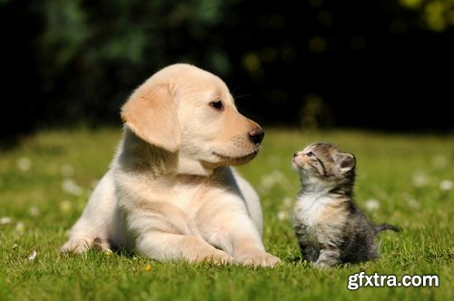 Collection of cat and dog puppy kitten animal friendship 25 HQ Jpeg