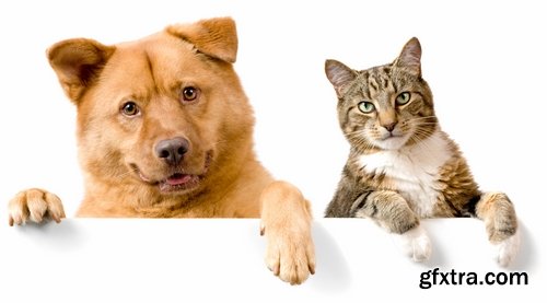 Collection of cat and dog puppy kitten animal friendship 25 HQ Jpeg