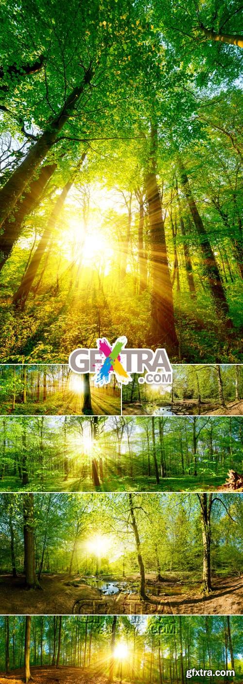 Stock Photo - Sunny Forest 2