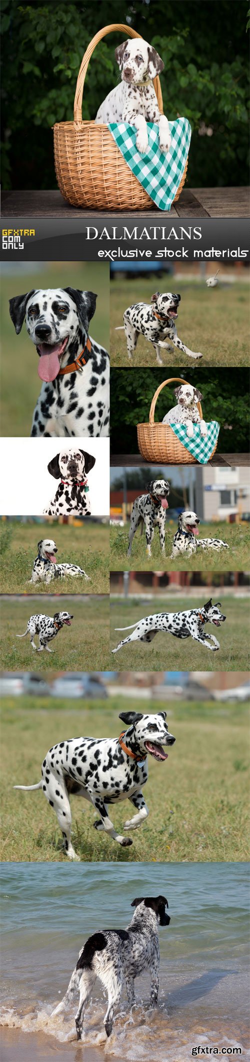 Dalmatians, 10 UHQ JPEG