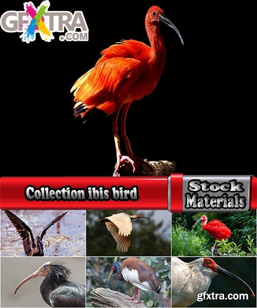 Collection ibis bird feather pink red nature landscape animal swamp forest pond 25 HQ Jpeg