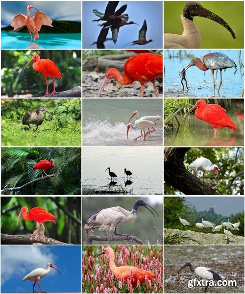 Collection ibis bird feather pink red nature landscape animal swamp forest pond 25 HQ Jpeg