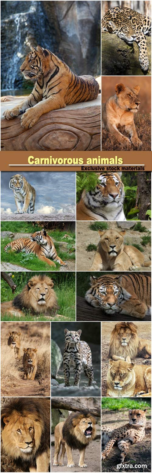 Carnivorous animals, leopard, lion, tiger