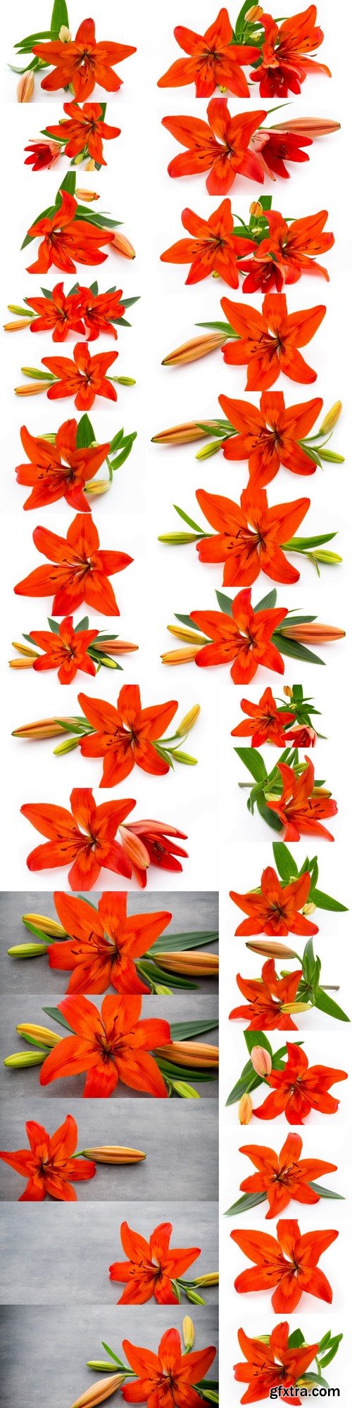 Lily flower with buds isolated on a white background