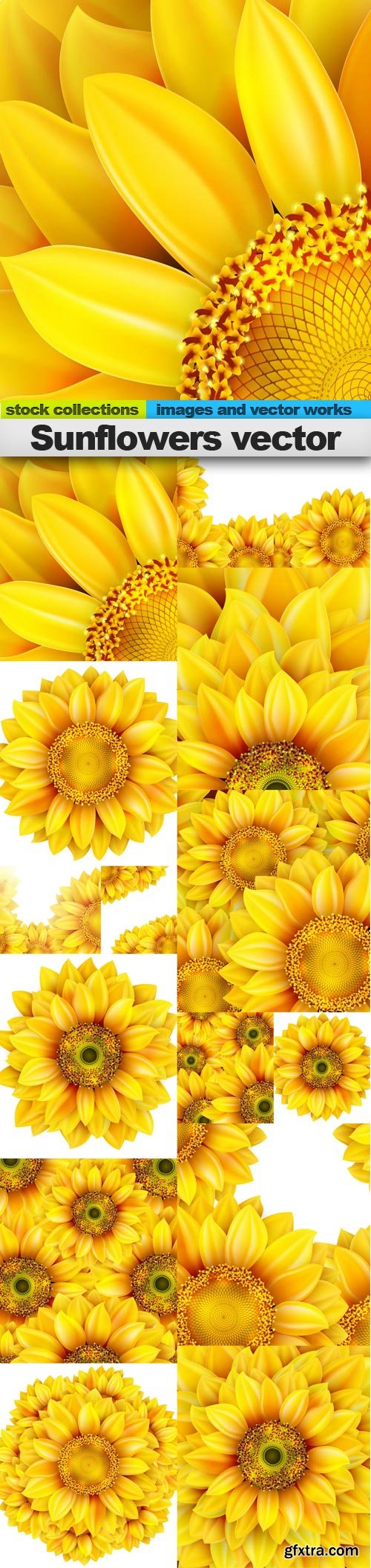 Sunflowers vector, 15 x EPS