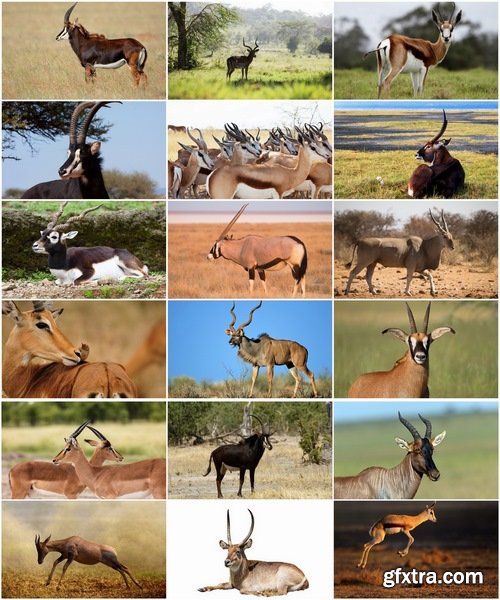 Collection antelope horn herbivore nature landscape 25 HQ Jpeg